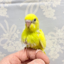 あま～いメロンみたい！？セキセイインコ（グリーンスパングルパイド） 2022年2月生まれ