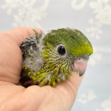 ずんぐりむっくり💛サザナミインコ（ノーマル）　2022年2月生まれ