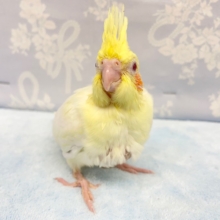 トサカがいい💛オカメインコ(ルチノー)  2022年2月生まれ