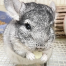 人が好き💛チンチラ（グレー）男の子　2021年12月生まれ