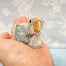 レアカラー！？コザクラインコ（ブルーチェリーオパーリンパイド） 2022年3月生まれ
