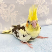 世界に１羽💛オカメインコ（パイド） 2022年3月生まれ