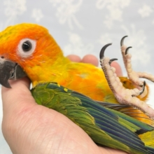 最新画像☆にぎころ💛コガネメキシコインコ　2021年12月生まれ