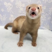 クネクネ💛マーシャルフェレット（シナモン）男の子　2021年12月21日生まれ