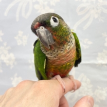 最新画像★ベタ馴れ💛ワキコガネウロコインコ（女の子）2021年12月生まれ