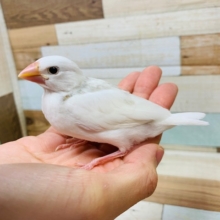 純白さなら負けない！ 白文鳥☆