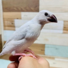 手のひらでくつろぎます♪シルバー文鳥さん☆