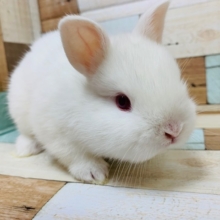 詰まったお顔の赤目ちゃん♪ネザーランドドワーフ♡