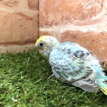 人気カラーのセキセイちゃん　セキセイインコパステルレインボー　R４　３／２撮影