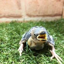 ちっこいな～　桜文鳥入舎　R４　３／２撮影