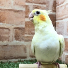 人気ですよね　オカメインコルチノー　R４　３／２撮影