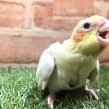 徐々に増えてきました！　オカメインコルチノーカラー　R４　３／１７撮影