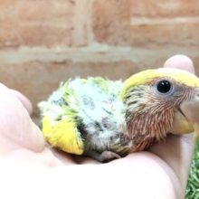 久しぶりのカラーです！　コザクラインコ　タイガーチェリー　R４　３／１７撮影