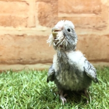 元気いっぱいです！　セキセイインコグレー系　R４　３／１７撮影