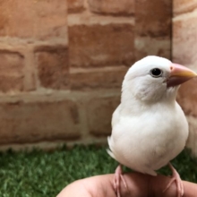 白文ちゃんズ　白文鳥　R4 3／17撮影