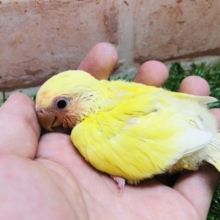 人気カラーです！　コザクラインコルチノーカラー　R４　３／１０撮影