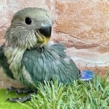 爽やかブルー！！ コザクラインコのひな 2022.3/25撮影