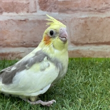 落ち着いた色合いの癒し系バード☆　オカメインコのひな 2022.3/25撮影