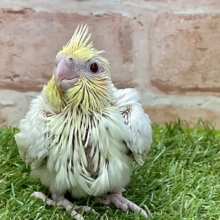 ２週連続でやってきてくれました☆　オカメインコ“ルチノー”  2022.3/9撮影