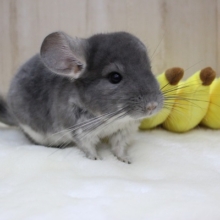 なでなでOK！馴れてます☆チンチラ・ヴァイオレット男の子！