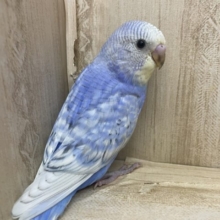 チャーミングポイントは笑顔！！　セキセイインコ　スパングル