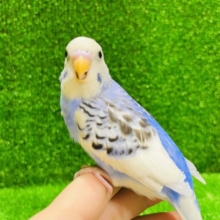 好奇心旺盛なセキセイインコ(パイド)さんいます♡♡