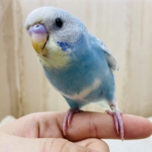 最新画像になりますよ！ちょこんと乗っている姿がカワイイです！　セキセイインコ　スパングルパイド
