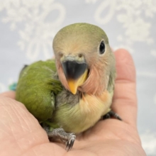 グリーンだよ❤️コザクラインコ(ノーマル)  2022年3月生まれ