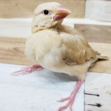 大人気！！シナモン文鳥さん仲間入り～