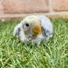 爽やかカラーの“バイオレットパイド”です☆　コザクラインコのひな　2022.4/6撮影