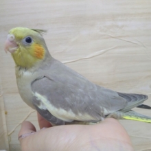 優しいカラーです。シナモンオカメちゃん、いますよ〜
