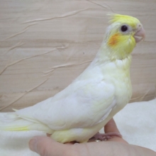 1番人気！ルチノーオカメちゃんいますよ〜