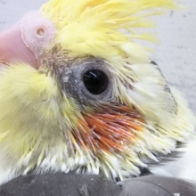 背中のラインが特徴的🍊 オカメインコ(パイド)