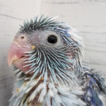 つぶらな瞳がキュート💙 マメルリハインコ(ブルーパイド)
