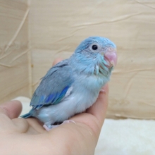 ちょこっとパイドなマメルリハさん、いますよ〜