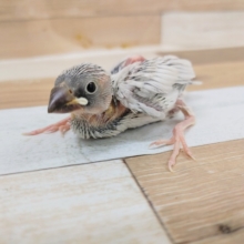 文鳥さん(シルバー)入荷いたしました〜❤