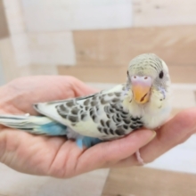 セキセイインコ(4色ハルクイン)のヒナ入荷いたしました〜❤