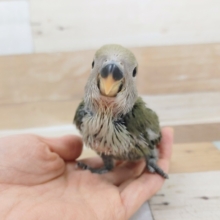 コザクラインコさん(オリーブ)入荷しました〜❤