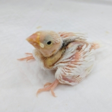 白文鳥のヒナさん入荷しました〜❤