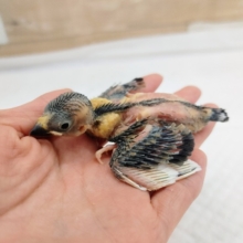 桜文鳥さんのヒナ入荷しました〜❤