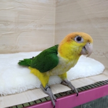 シロハラインコの「シロちゃん」いますよ〜