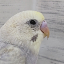 黄色いお顔〜🌠　セキセイインコ(イエローフェイスライラック)
