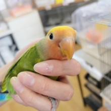 最新画像＆カゴデビューしました★暖かい場所が好き〜♡コザクラインコヒナ(タイガーチェリー)