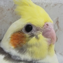 オレンジほっぺにメロメロ〜👑　オカメインコ(パイド)