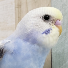 淡～い色が素敵！パステルレインボーセキセイ。