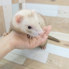 マーシャルフェレット(シナモン)入荷しました〜❤
