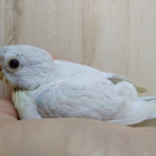鳴き声はピヨピヨー！美声インコヒナ来ました〜