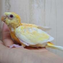 鳴き声はピヨピヨー！ド派手カラーの美声インコヒナさん来ましたよ～