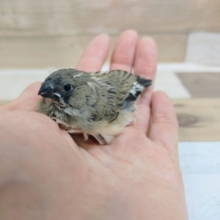 キンカ鳥のヒナさん①入荷しました〜❤