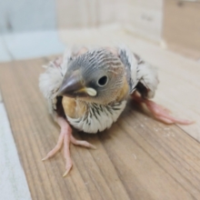 文鳥さんのヒナ(シルバー)入荷しました〜❤